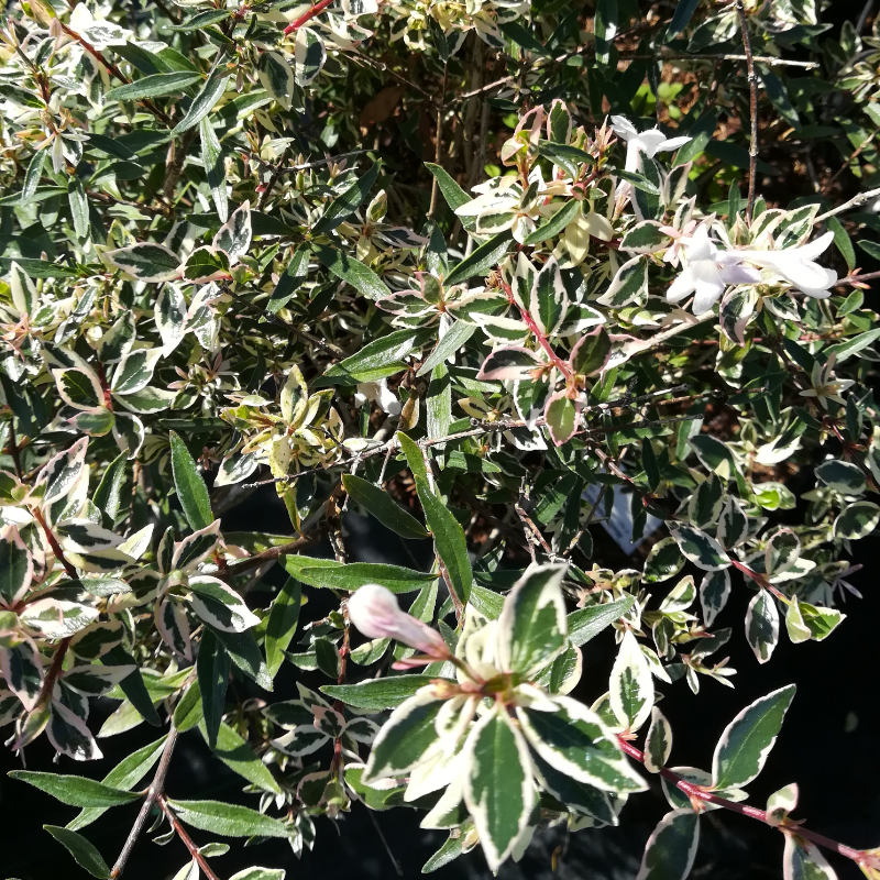 ABELIA GRANDIFLORA CONFETTI
